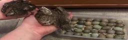 Quail poultry for sale: CHINESE PAINTED BUTTON QUAIL EGGS ! - Advert 4