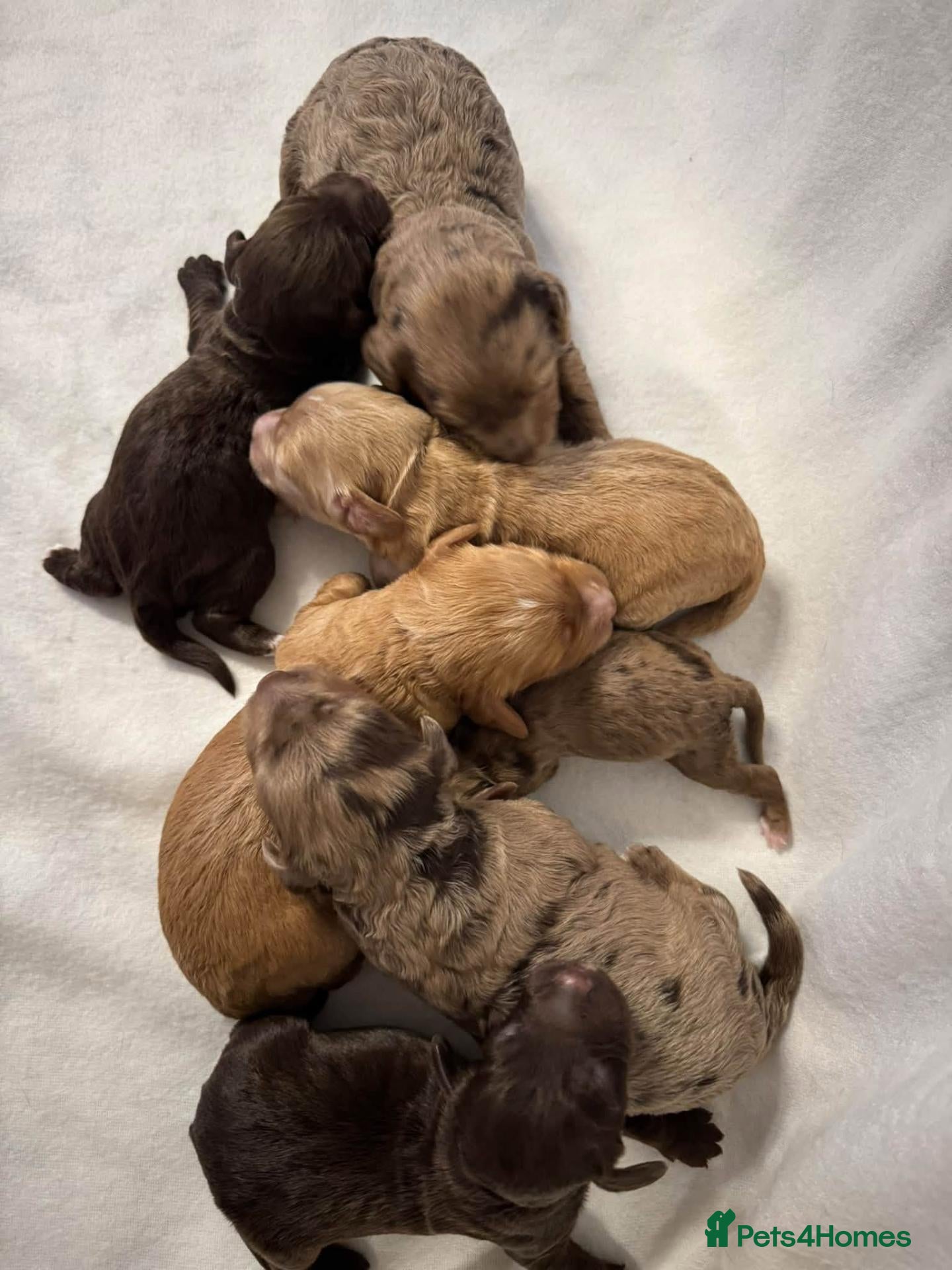 Cockapoo dogs DNA CLEAR, Stunning Cockapoos, Ready 30th October - Advert 1