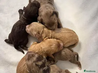 Cockapoo dogs DNA CLEAR, Stunning Cockapoos, Ready 30th October - Advert 1