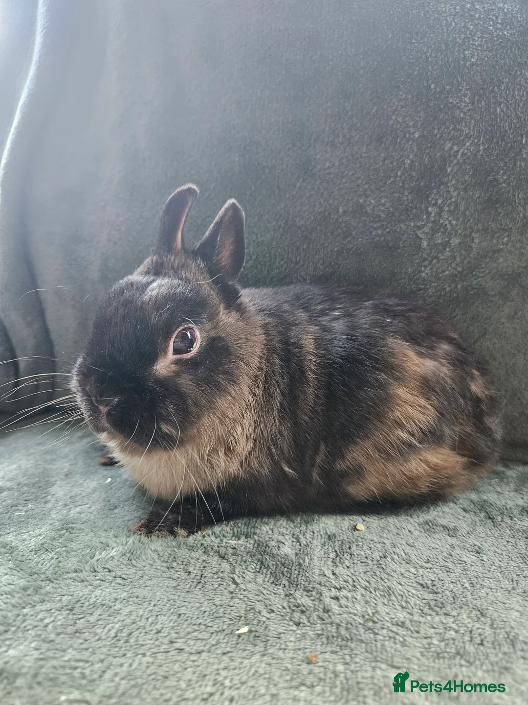 Mixed Breed rabbits for sale: Netherland Dwarf sable buck* last one left** - Advert 4