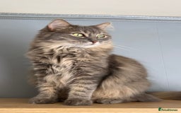 Ragdoll cats for sale: 💙Seal Point Ragdoll × Siberian Boy 💙 - Image 9