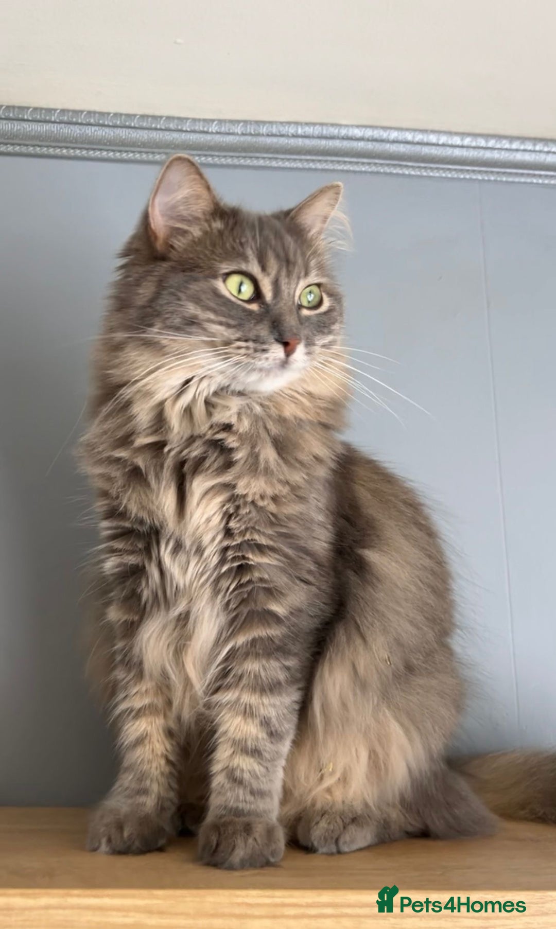 Ragdoll cats for sale: 💙Seal Point Ragdoll × Siberian Boy 💙 - Image 9