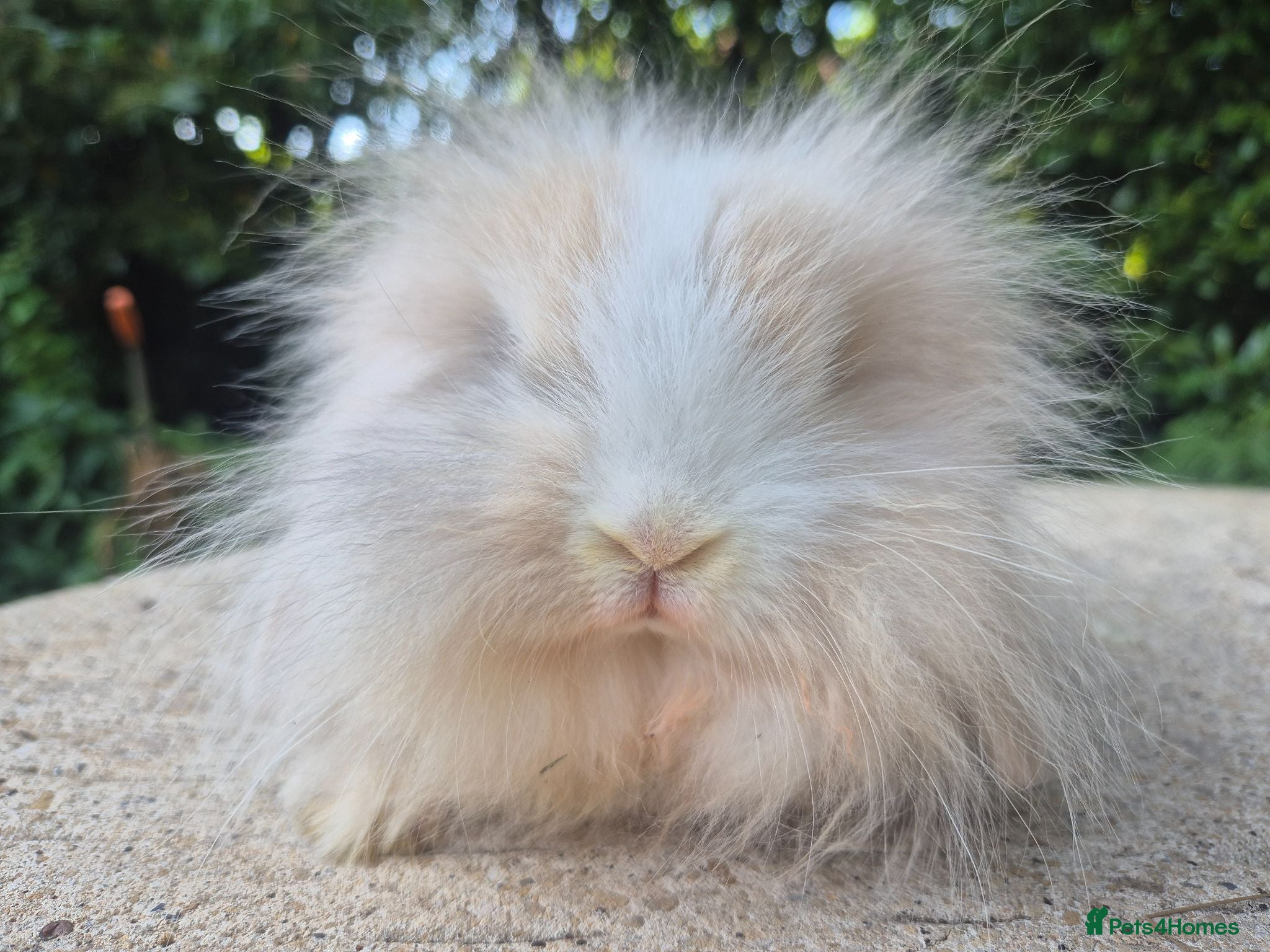 Angora rabbits 💜STUNNING TEDDYWIDDER X MINI LOP BABIES 💜 - Advert 1