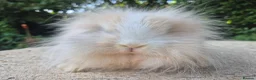 Angora rabbits for sale: 💜READY NOW-STUNNING TEDDYWIDDER X MINI LOP BABIES - Advert 1