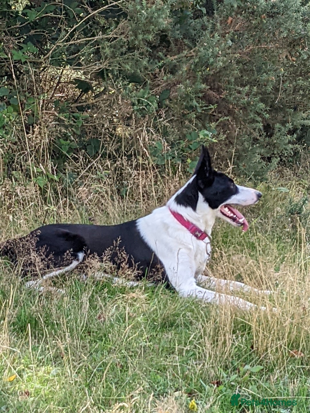 Border Collie dogs for sale: Daisi dog - Advert 4