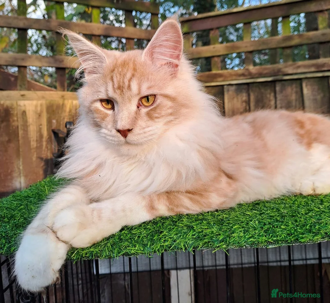 Mixed Breed cats for sale:  🐱 Gorgeous Maine-Coon Cross Fluffy Kittens 😍 - Advert 1