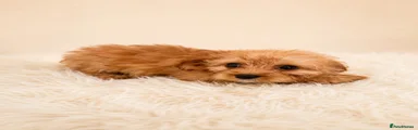 Cavapoo Puppy 2