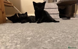 Mixed Breed cats for sale: Beautiful female kitten available  - Image 5