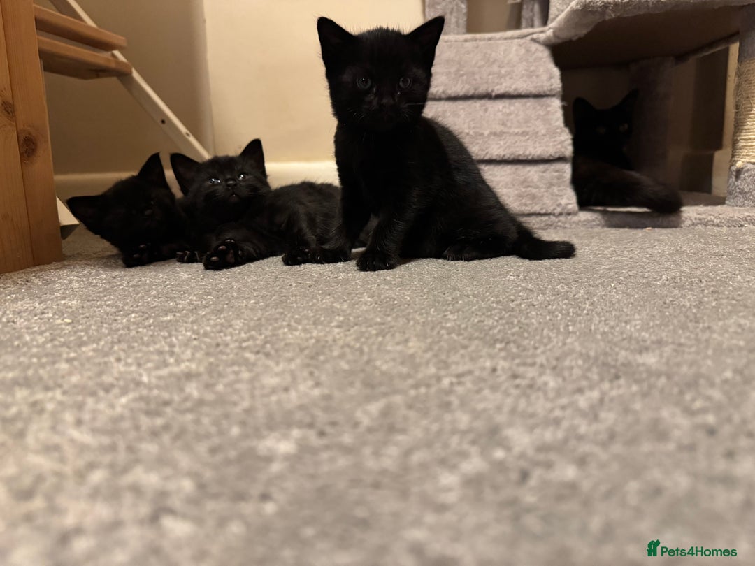 Mixed Breed cats for sale: Beautiful female kitten available  - Image 5