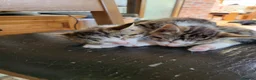 Mixed Breed cats for sale: 2 boys kittens ready to leave - Advert 14