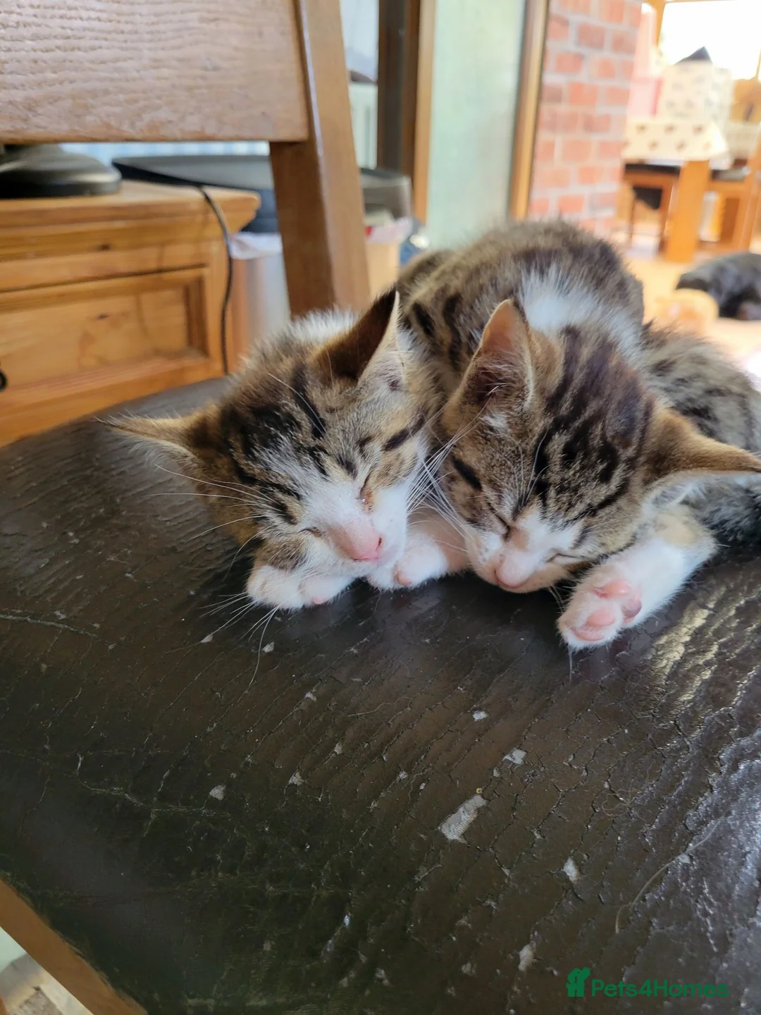Mixed Breed cats for sale: 2 boys kittens ready to leave - Advert 14