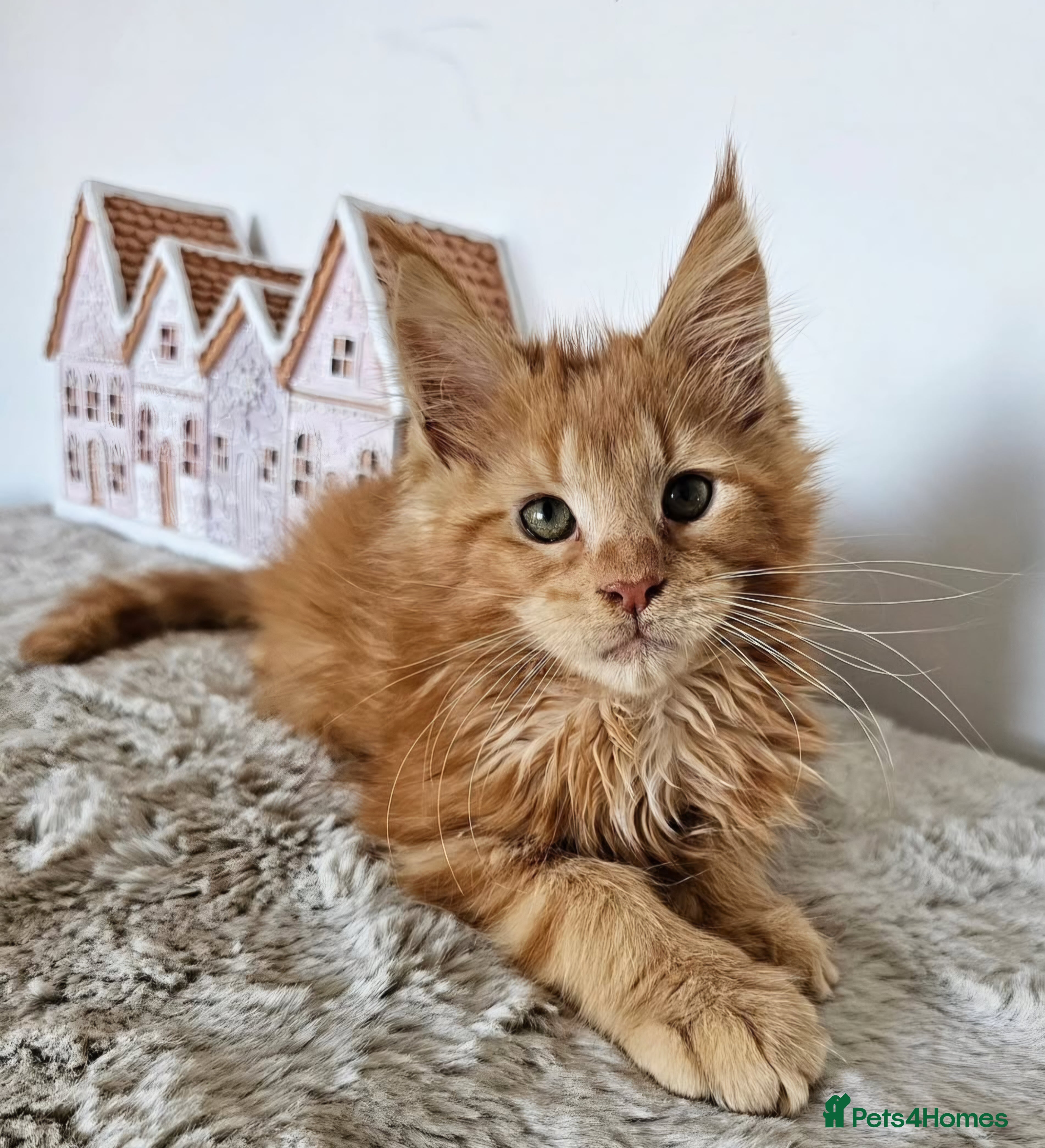 Maine Coon cats Maine Coon kittens looking for loving homes - Advert 1