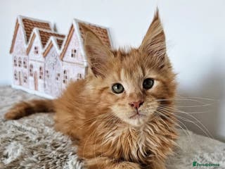 Maine Coon cats Maine Coon kittens looking for loving homes - Advert 1