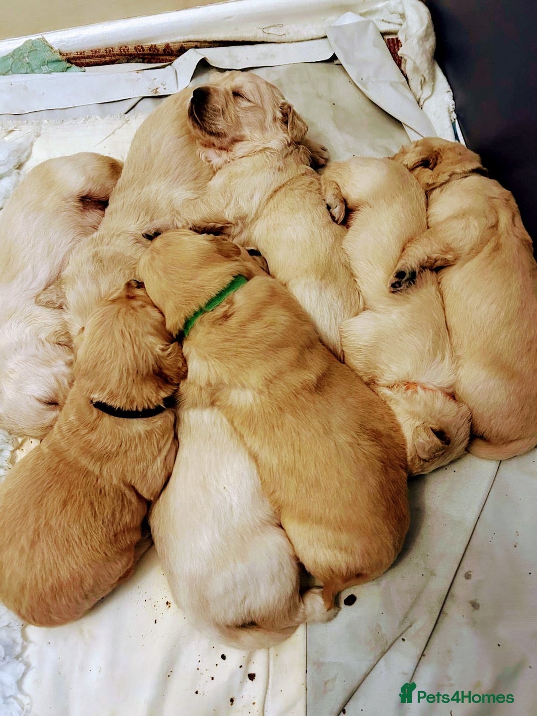 Golden Retriever dogs for sale: Golden retrievers Northern Ireland  - Advert 8