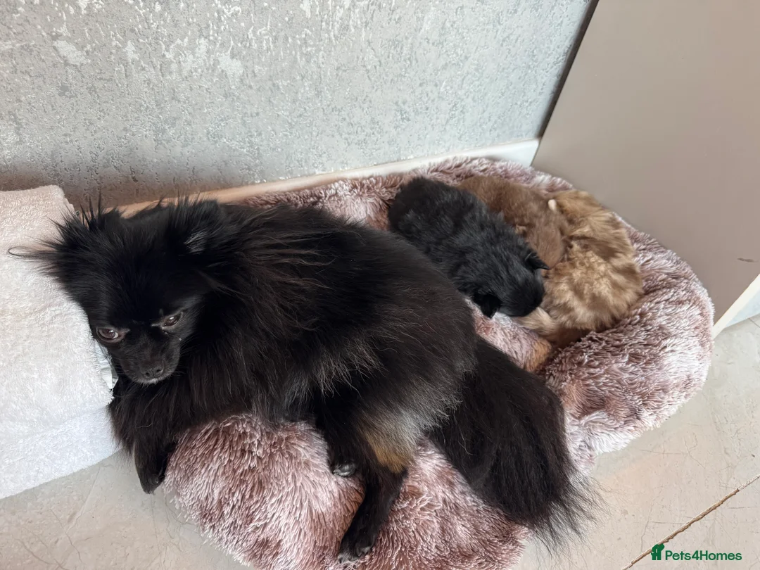 Pomeranian dogs for sale: Pomeranian  in Birmingham - Advert 3