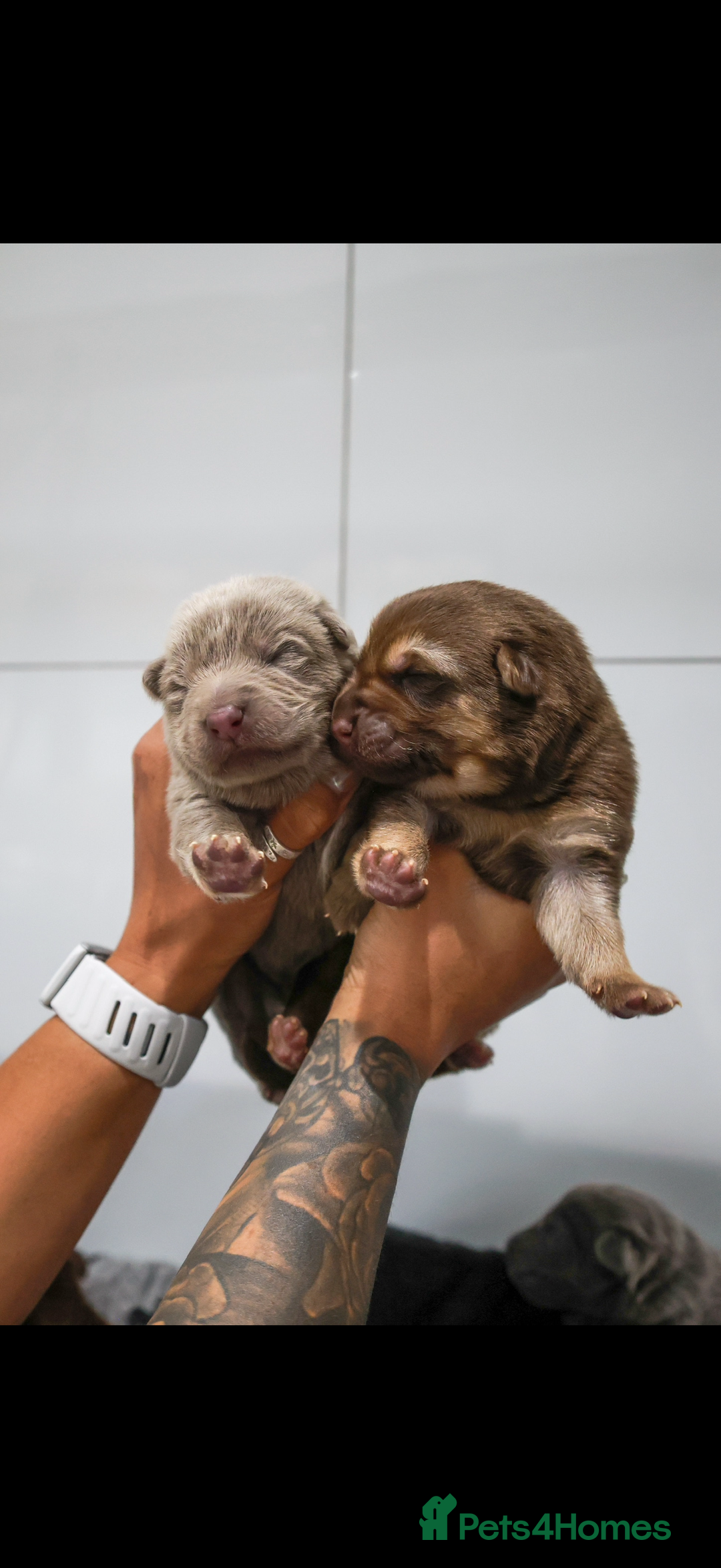 German Shepherd dogs for sale: ❤️KC pups ✨ health tested parents  - Advert 12