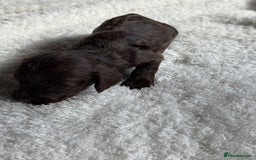 Cockapoo dogs for sale: Choc Merle F1 Cockapoo are back  - Image 5