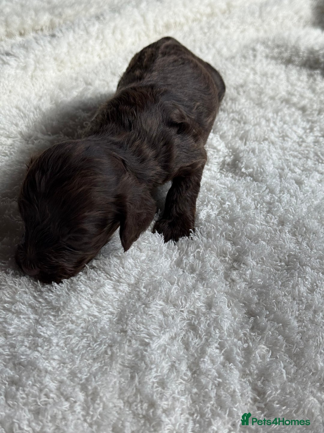 Cockapoo dogs for sale: Choc Merle F1 Cockapoo are back  - Image 5
