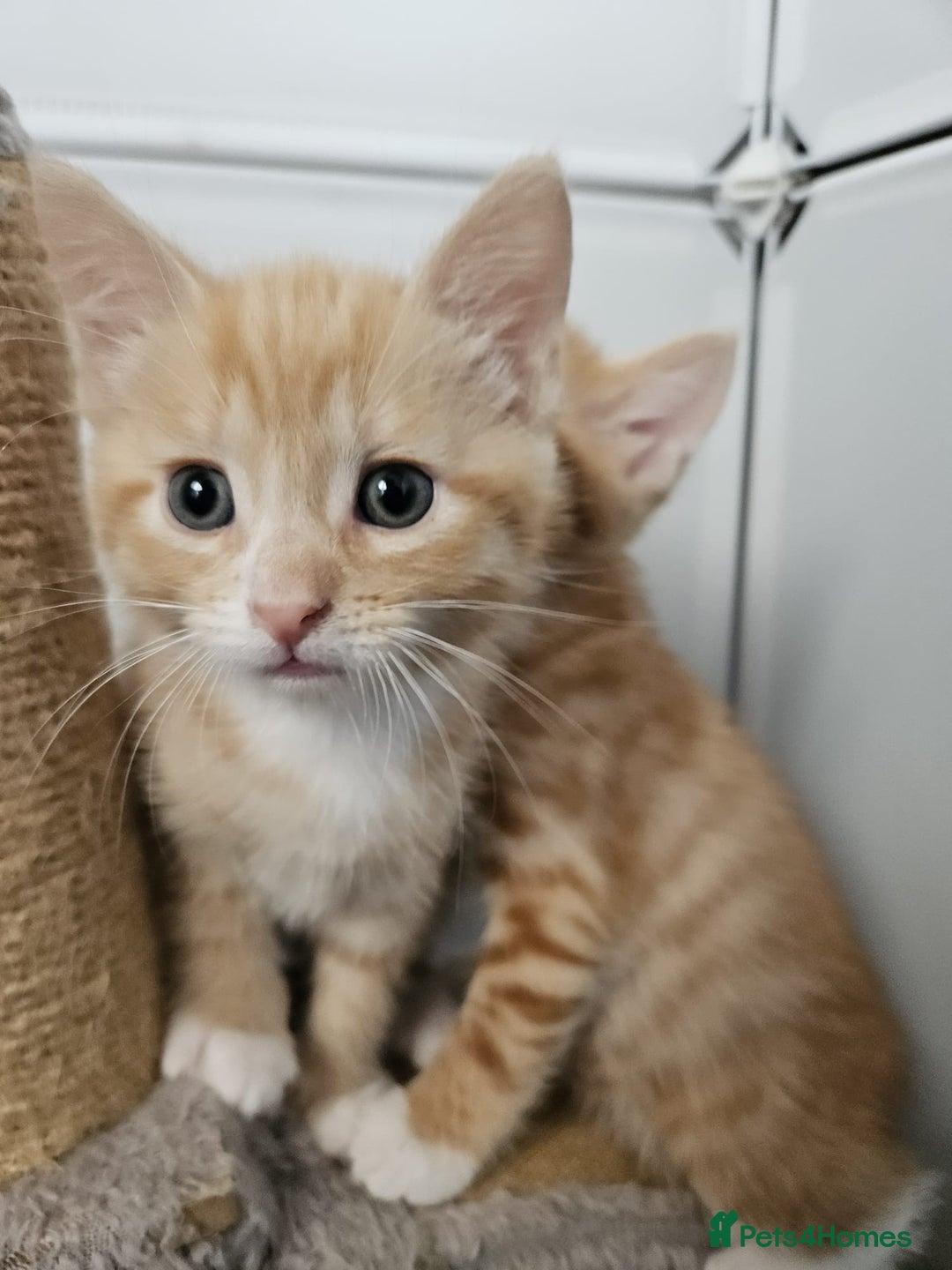 Mixed Breed cats for sale: Lovely kittens for sale  - Image 11