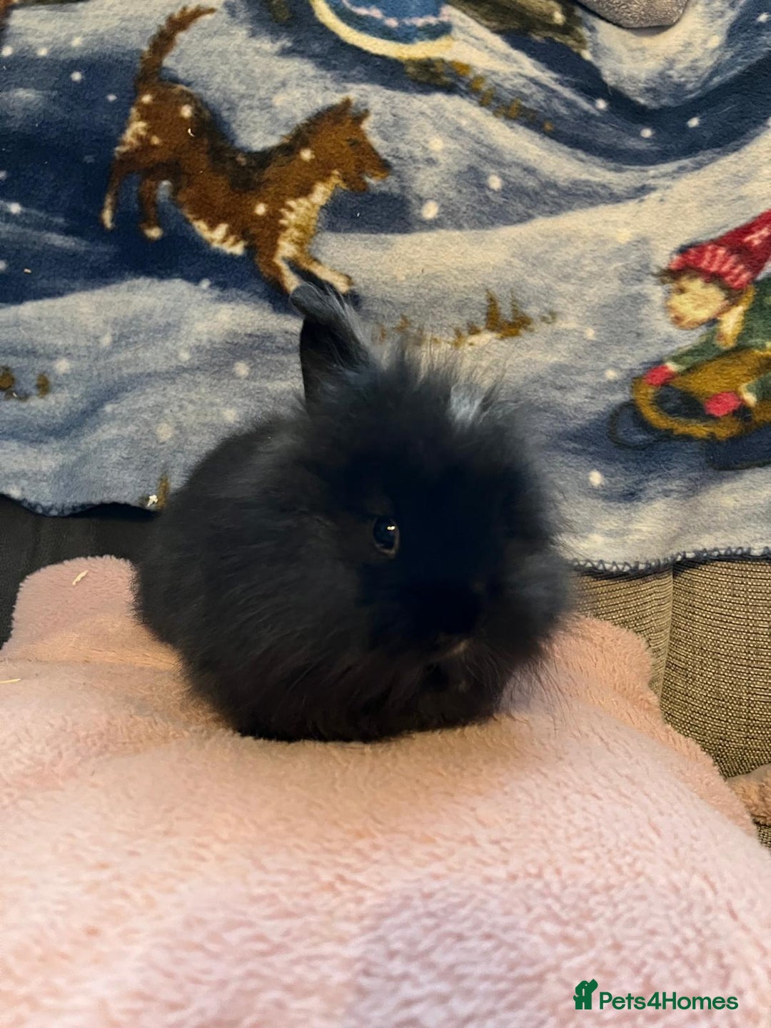 Lionhead rabbits for sale: Baby Lionhead rabbits - Advert 17
