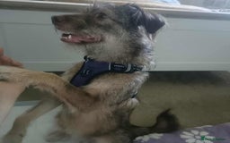 Mixed Breed dogs for adoption: Beautiful Boo - Image 5