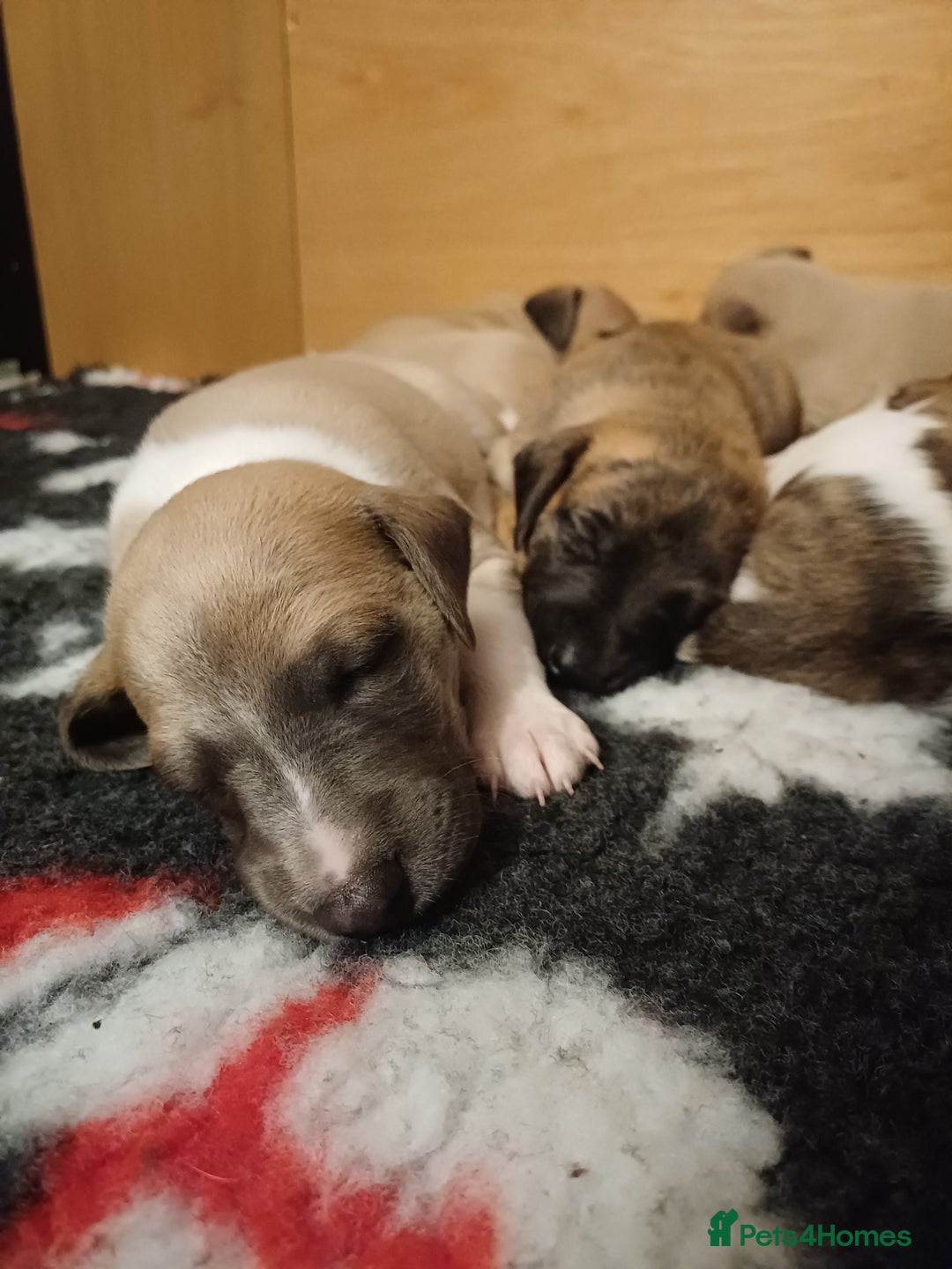 Whippet dogs for sale: KC  REG WHIPPET PUPS - Advert 20