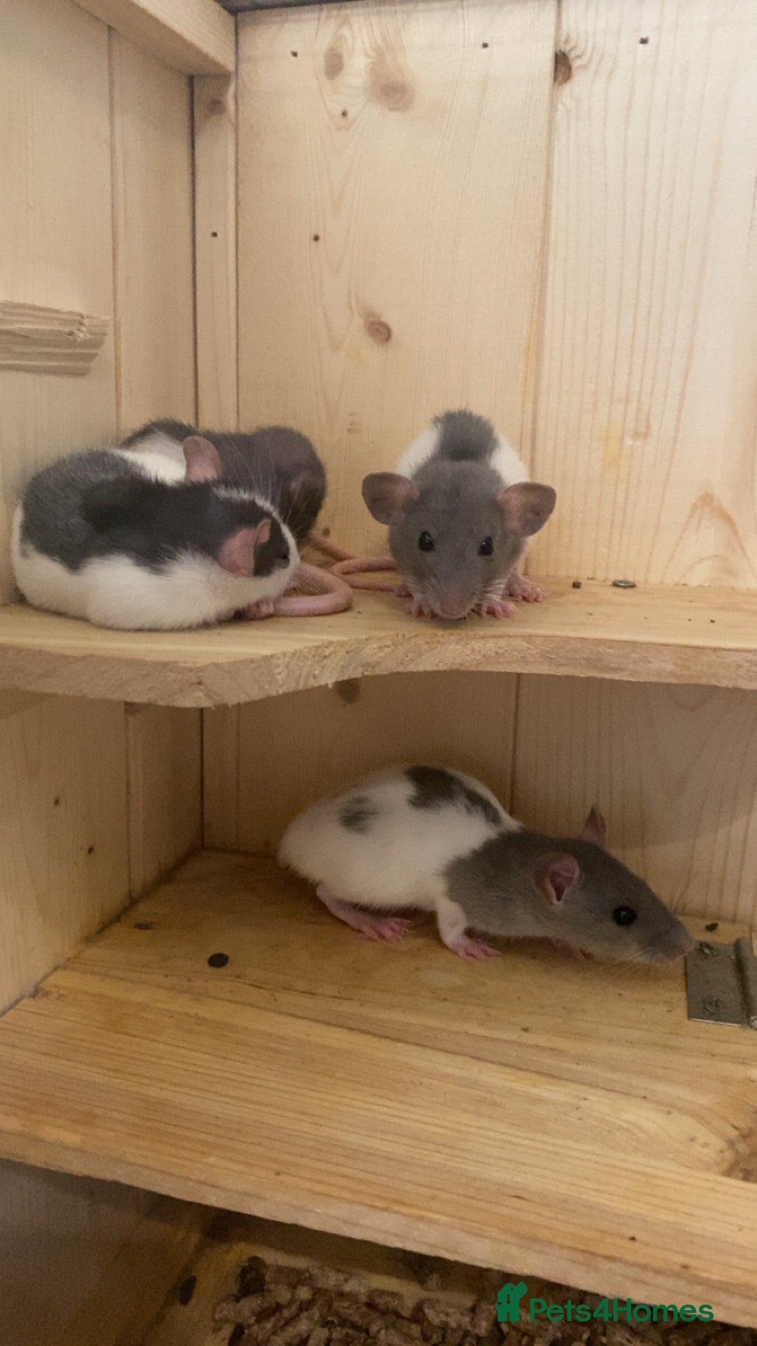 Rat rodents for sale: Dumbo baby rats  - Advert 3