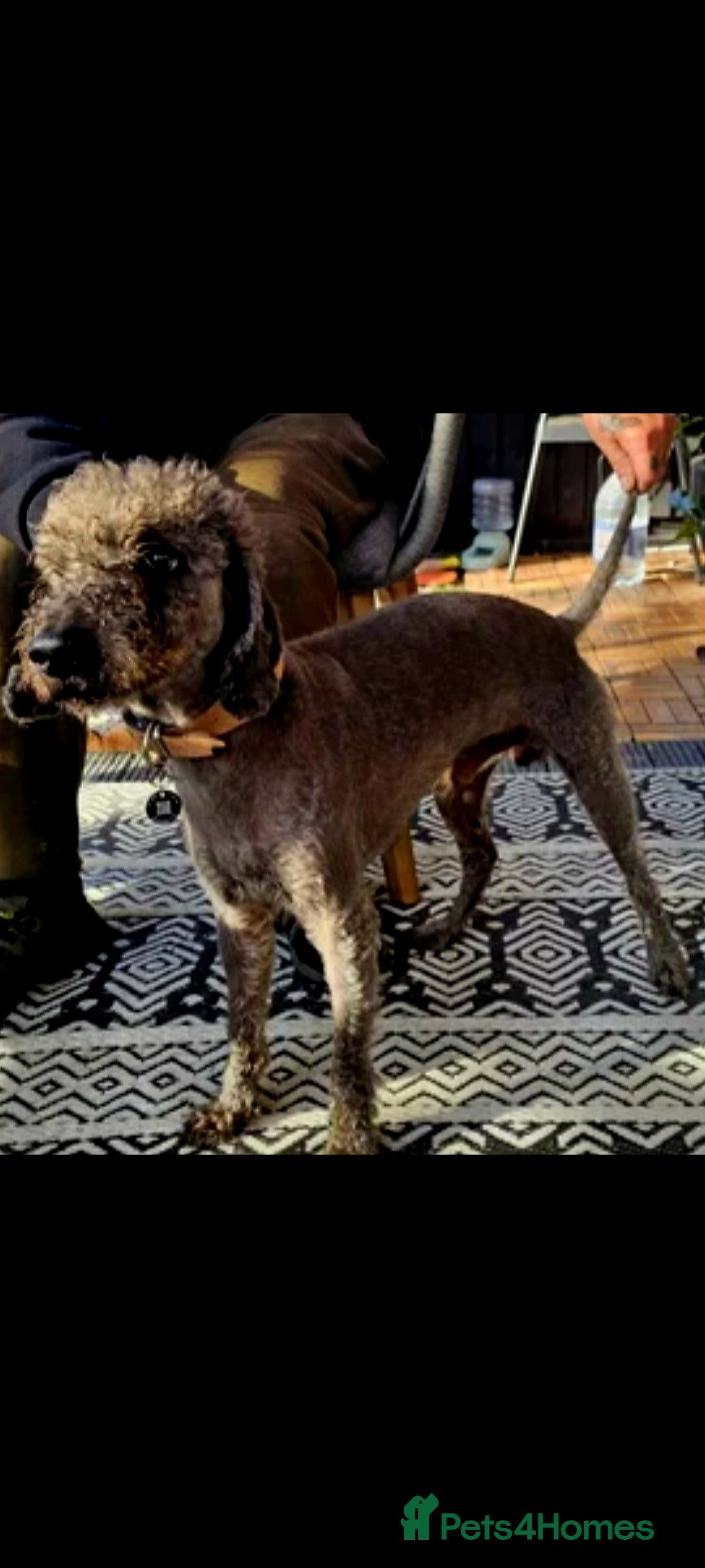 Bedlington Terrier dogs Bedlington for stud  in Chesterfield - Advert 1