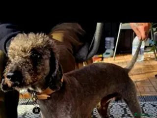 Bedlington Terrier dogs Bedlington for stud in Chesterfield - Advert 1