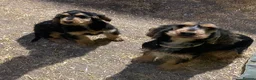 Cocker Spaniel dogs for sale: Adorable little show cocker spaniel pups  - Advert 1