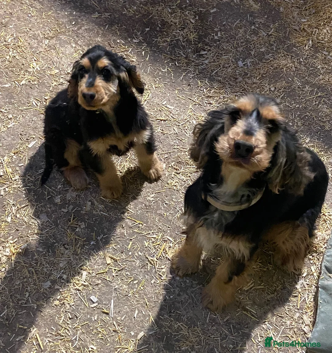 Cocker Spaniel dogs for sale: Adorable little show cocker spaniel pups  - Advert 1