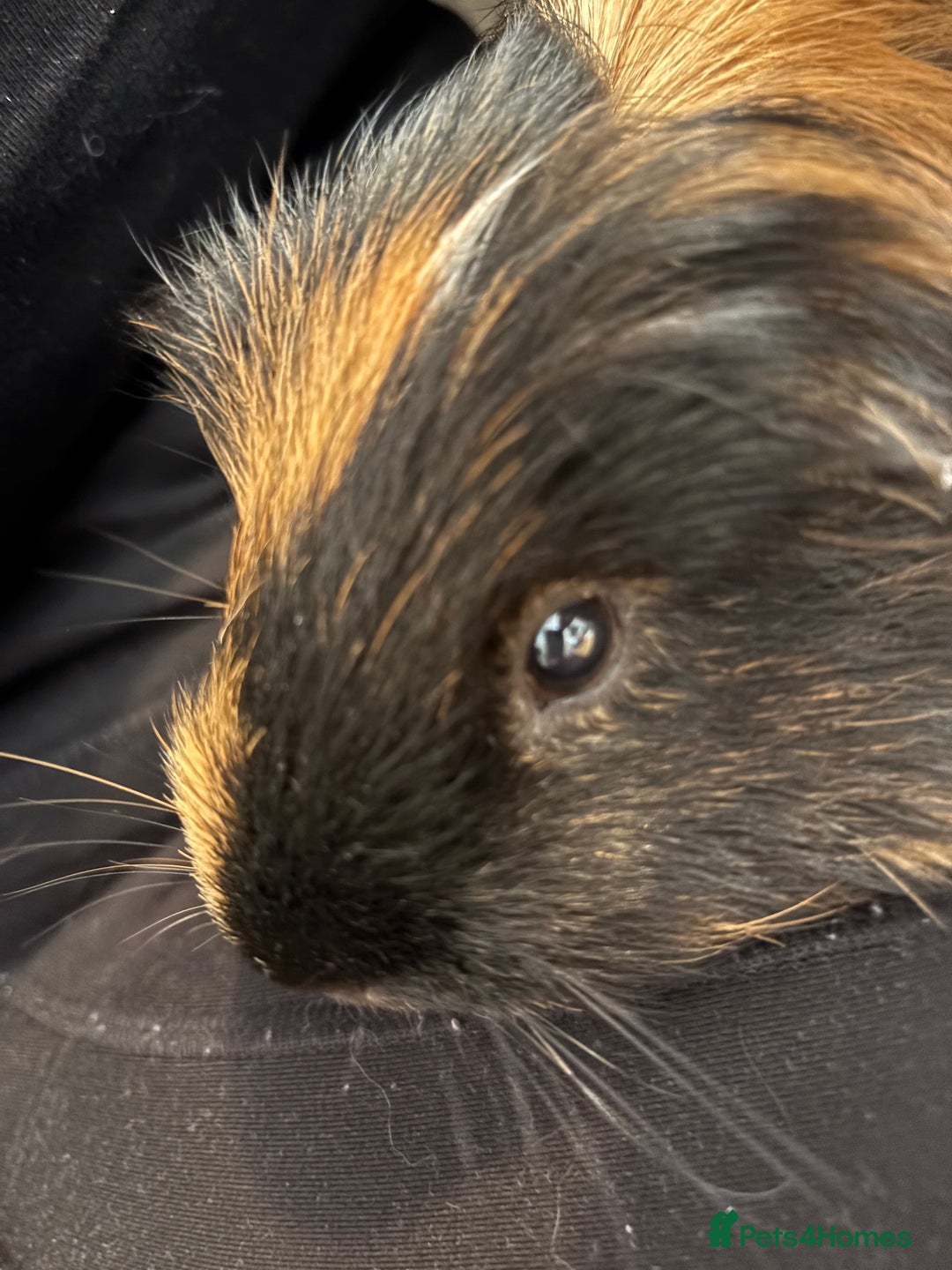 Guinea Pig rodents for sale: Guinea pig.  - Advert 6