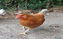 Chickens poultry for sale: 7 point of lay hens  - Image 4