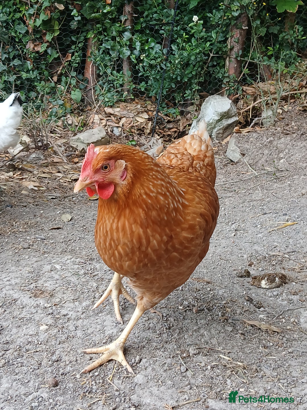 Chickens poultry for sale: 7 point of lay hens  - Image 4