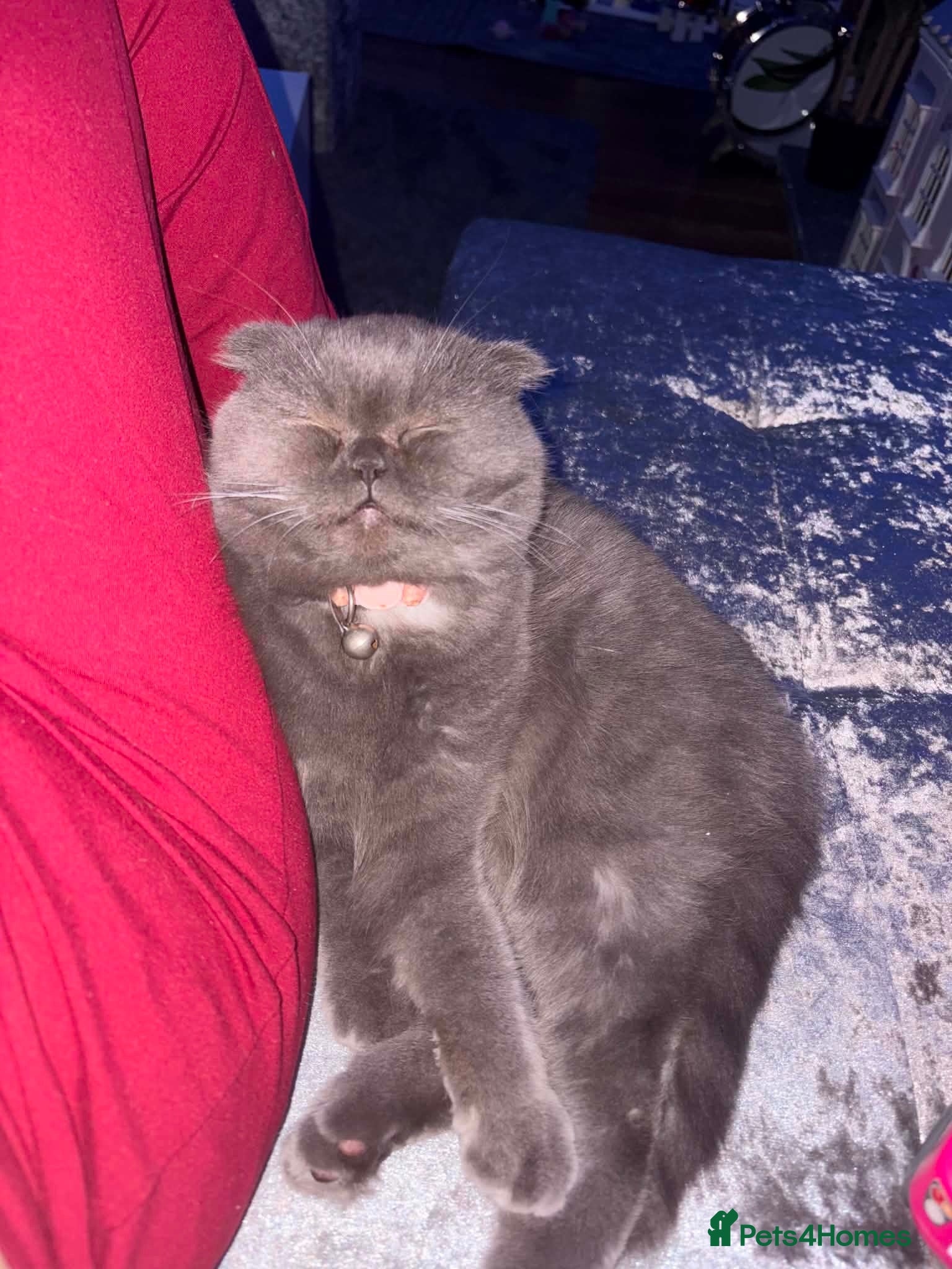 Scottish Fold cats Kiky for sale - Advert 3