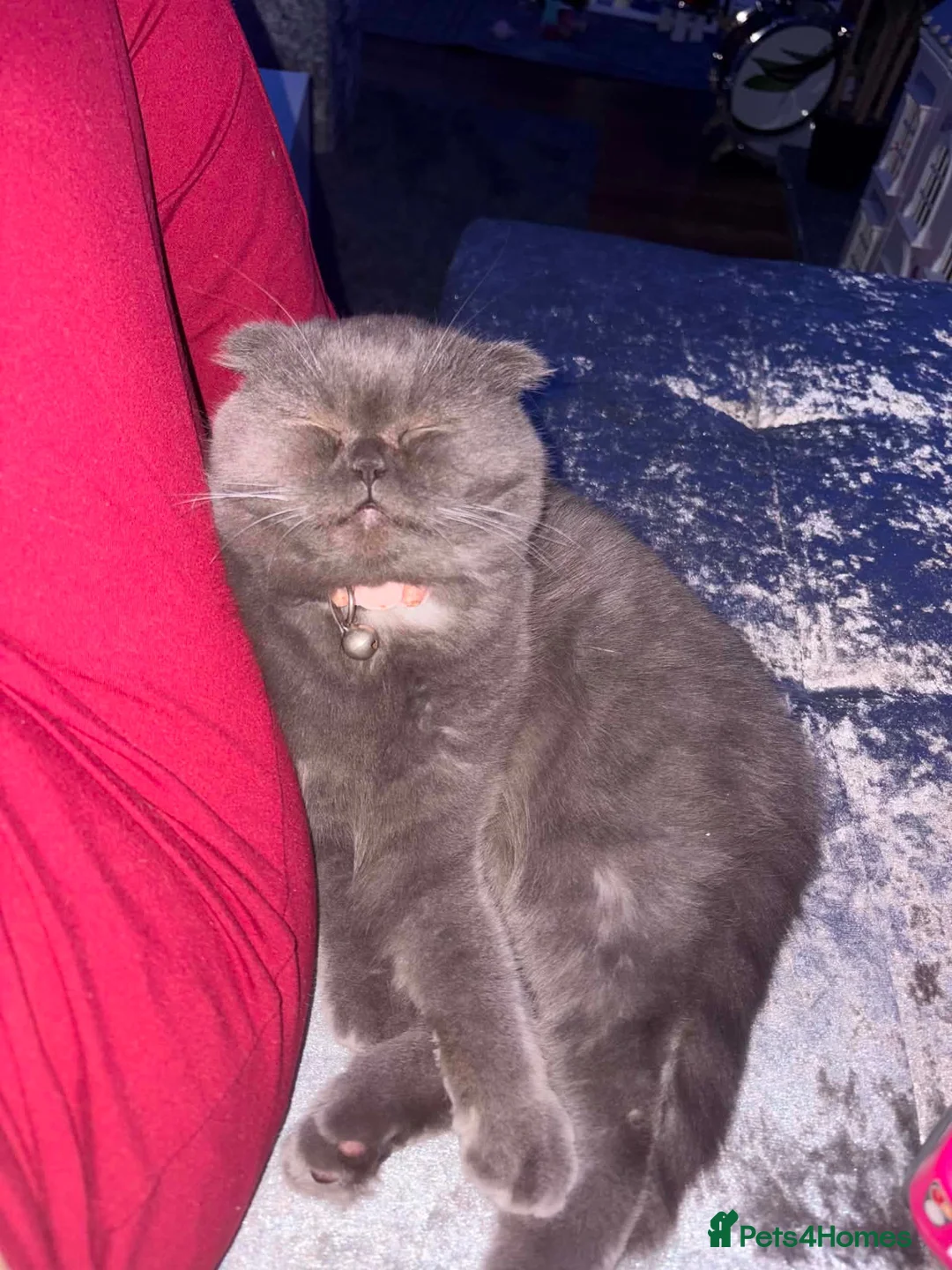 Scottish Fold cats for sale: Kiky for sale in Bradford - Advert 1