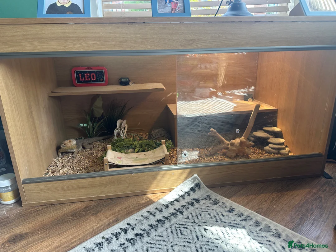 Bearded Dragon reptiles for sale: Rehoming Leo in Worcester - Advert 10
