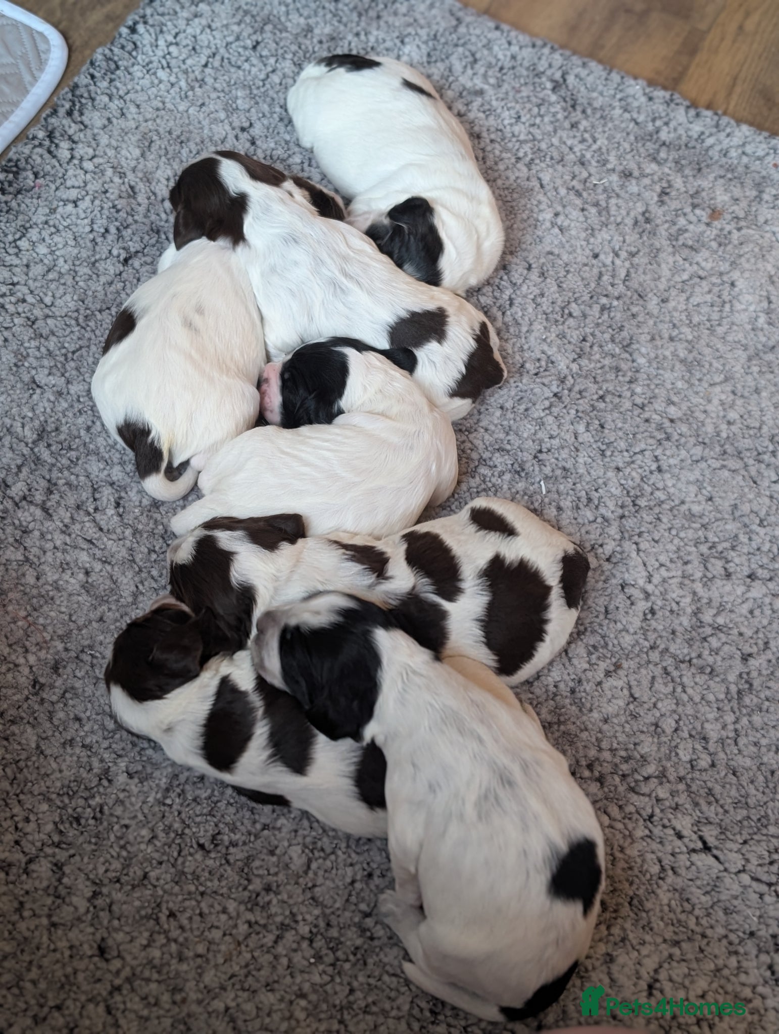 Cocker Spaniel dogs Beautiful Cocker Spaniel Puppies  - Advert 18