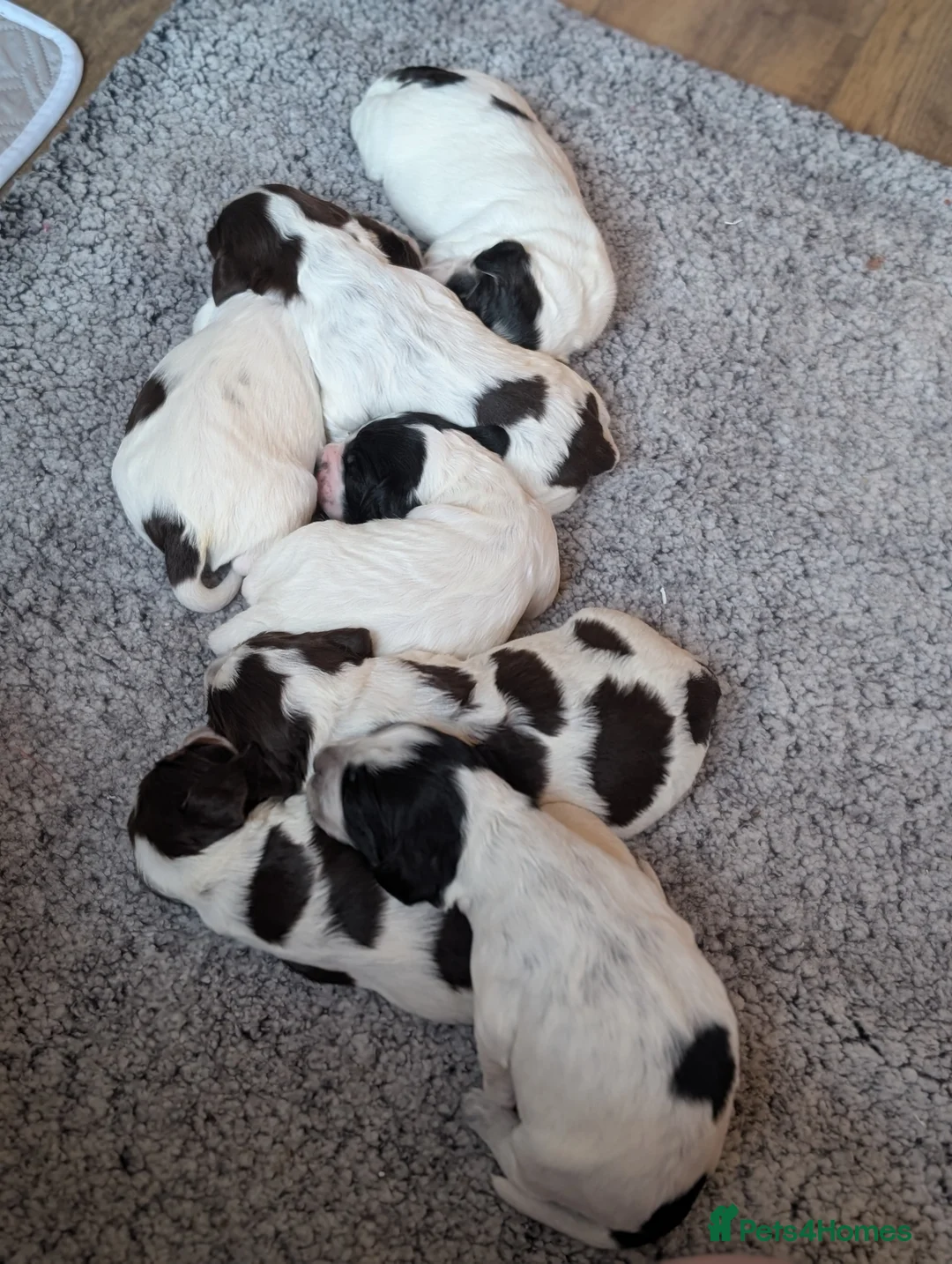 Cocker Spaniel dogs for sale: Beautiful Cocker Spaniel Puppies  - Advert 2