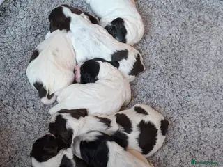 Cocker Spaniel dogs Beautiful Cocker Spaniel Puppies - Advert 11