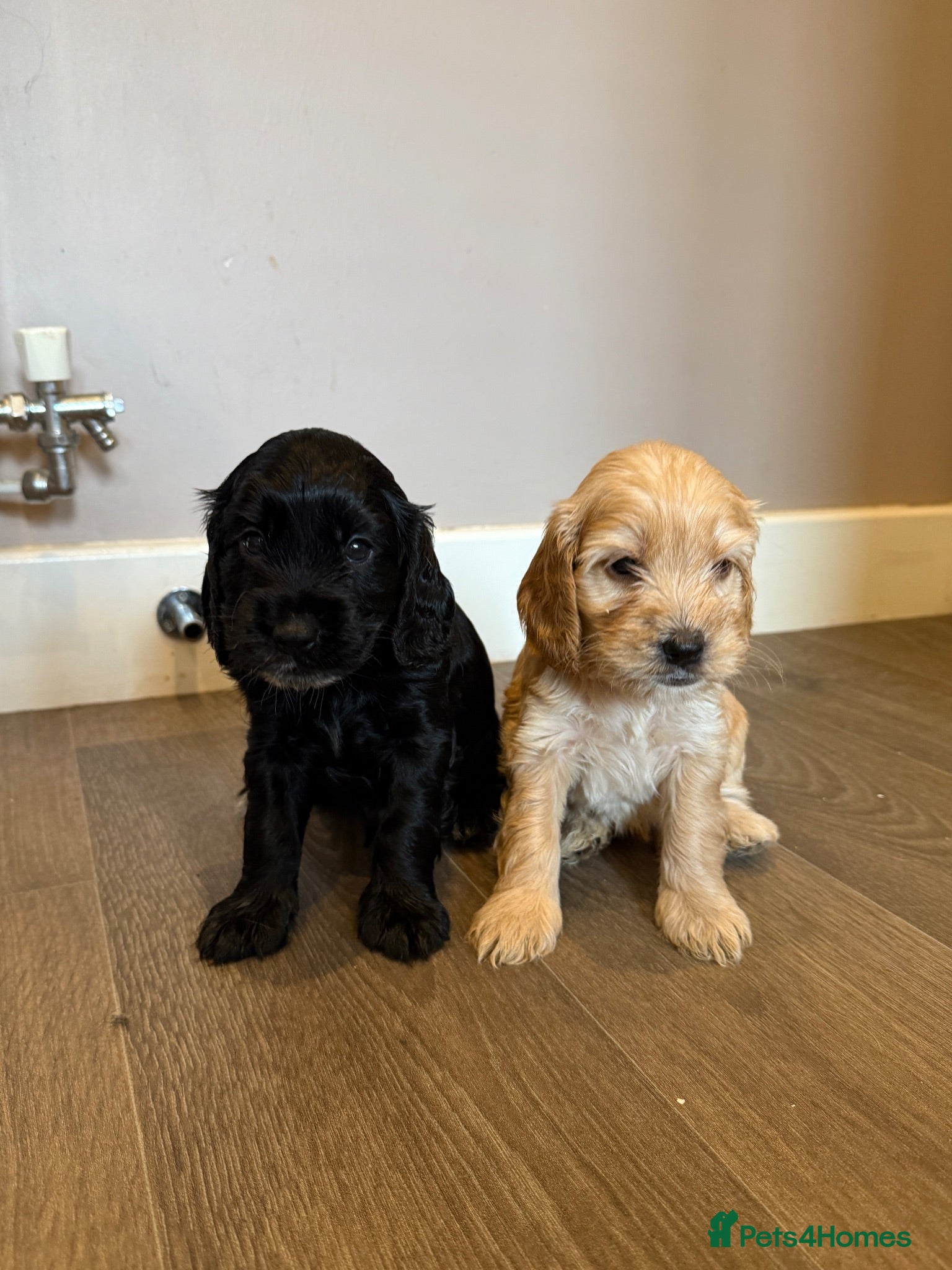 Cockapoo dogs Beautiful Cockapoo Puppies  - Advert 9