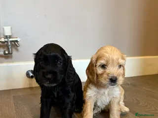 Cockapoo dogs Beautiful Cockapoo Puppies - Advert 9