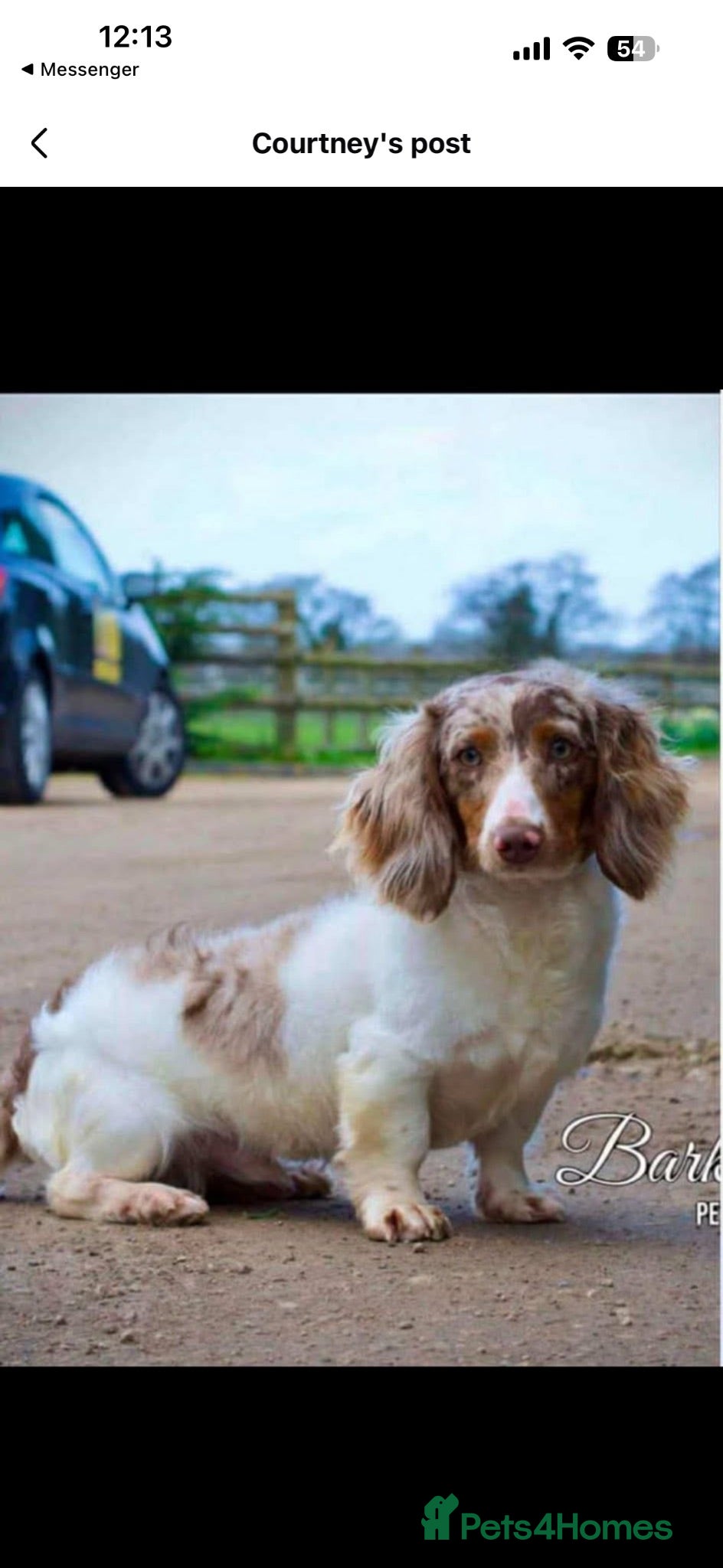 Dachshund dogs Miniature long haired dachshund puppies - Advert 2