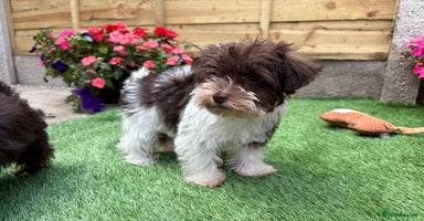 Miniature Schnauzer dogs - Advert 5