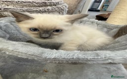 Ragdoll cats for sale: 3 fluffy fluff balls of Ragdoll… 07508 297567 - Image 6