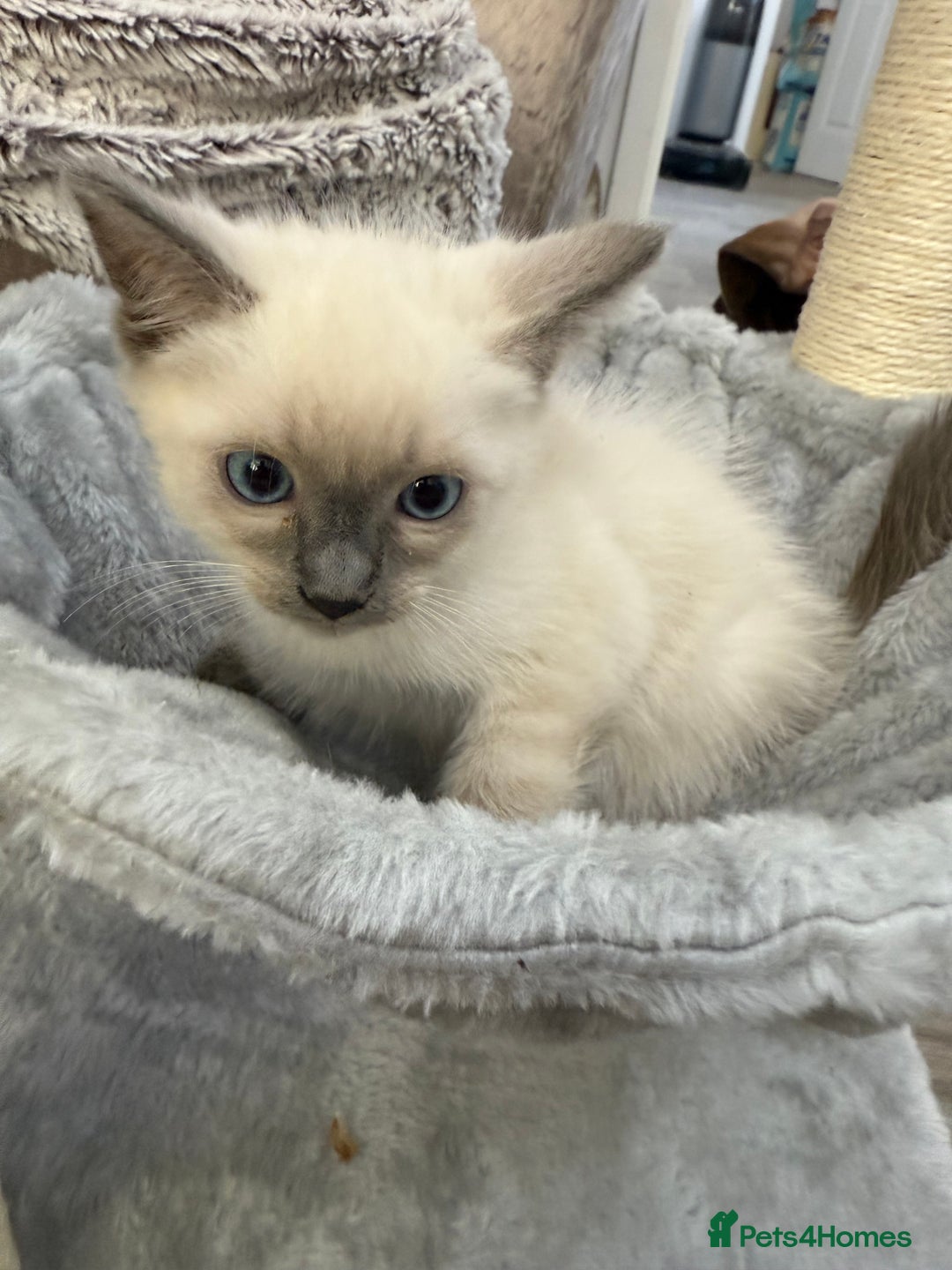 Ragdoll cats for sale: 3 fluffy fluff balls of Ragdoll… 07508 297567 - Image 6
