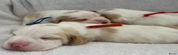 Beagle dogs for sale: Health Tested & Kennel Club Registered Beagle Pups - Advert 10