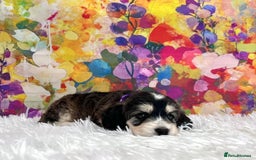 Cockapoo dogs for sale: ⭐️Rare Silver Phantom DNA CLEAR Mini F1 Cockapoos - Image 10