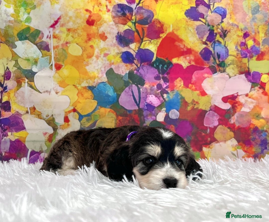 Cockapoo dogs for sale: ⭐️Rare Silver Phantom DNA CLEAR Mini F1 Cockapoos - Image 10