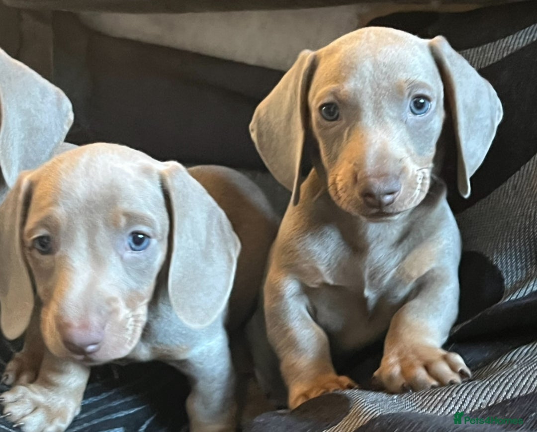 Dachshund dogs for sale: Beautiful Isabella pups exceptional quality  - Image 7